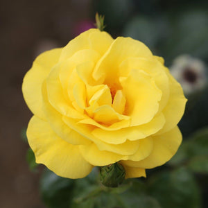 Bush Rose Golden Wedding 3L