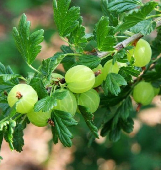 Gooseberry (Ribes Uva-crispa) 'Hinnonmaki Green' 3L