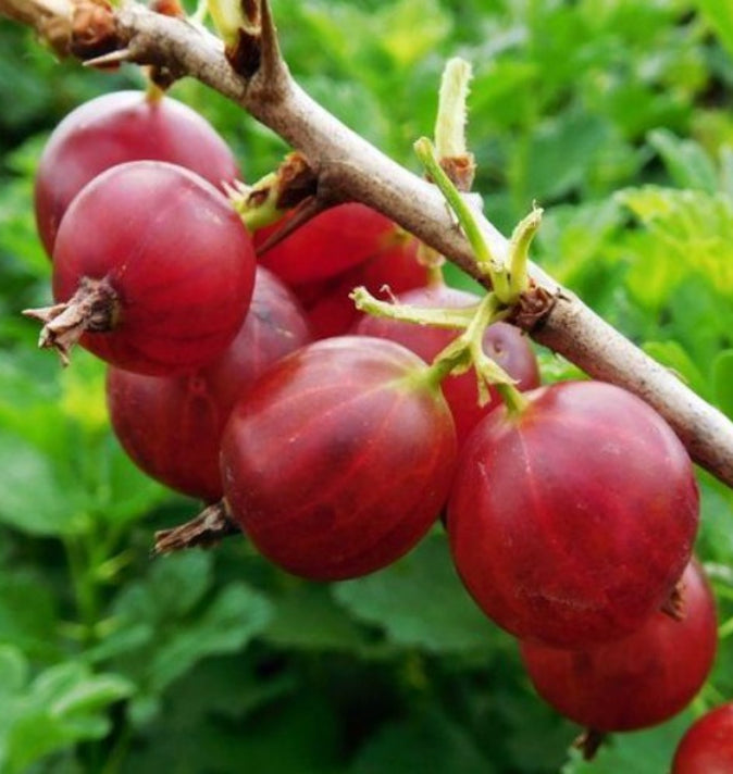 Gooseberry (Ribes Uva-crispa) 'Hinnonmaki Red' 3L