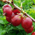 Gooseberry (Ribes Uva-crispa) 'Hinnonmaki Red' 3L
