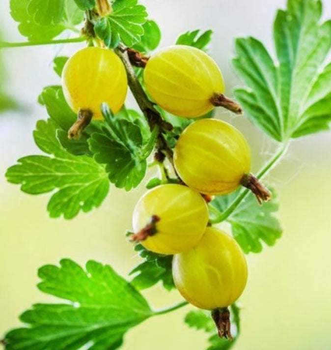Gooseberry (Ribes Uva-crispa) 'Hinnonmaki Yellow' 3L
