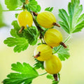 Gooseberry (Ribes Uva-crispa) 'Hinnonmaki Yellow' 3L