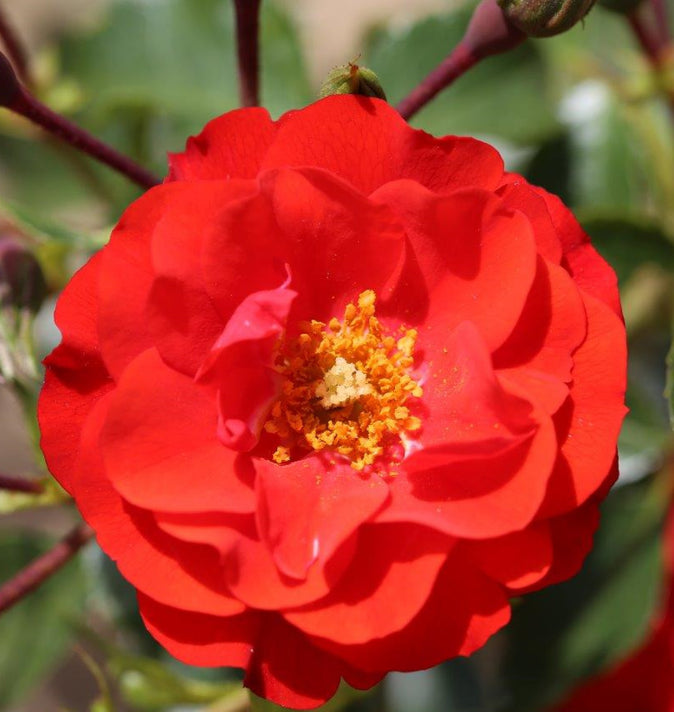 Bush Rose Grandpas Rose 3L