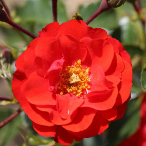 Bush Rose Grandpas Rose 3L