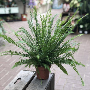 Nephrolepis Exaltata Green Lady (Sword Fern) 12cm