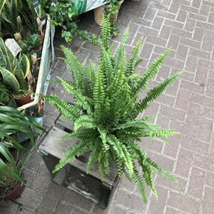 Nephrolepis Exaltata Green Lady (Sword Fern) 12cm
