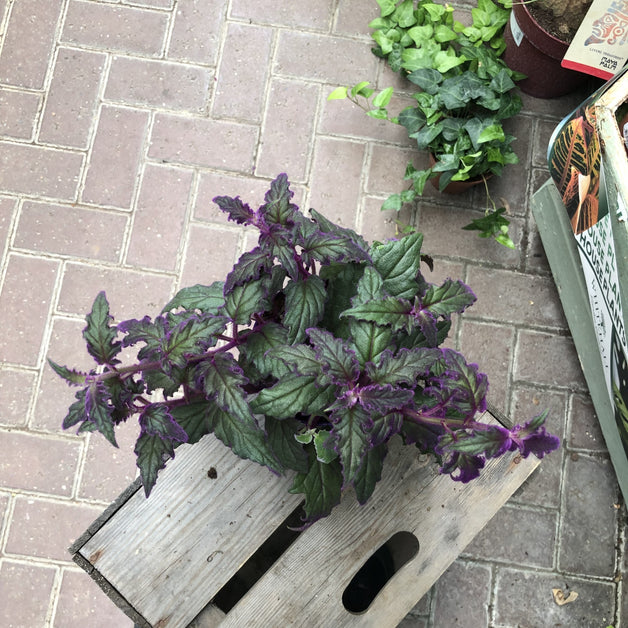 Gynura Aurantiaca (Purple Velvet Plant)  7cm