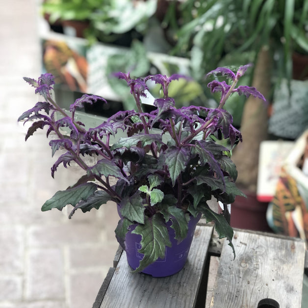 Gynura Aurantiaca (Purple Velvet Plant)  7cm