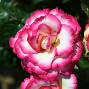 Climbing Rose Handel 4L