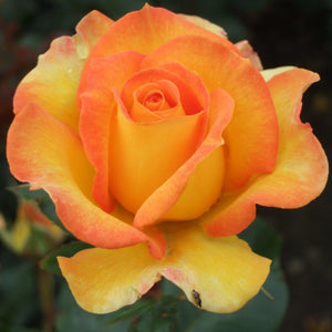 Bush Rose Happy Birthday 3L