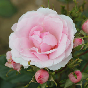 Bush Rose Happy Silver Wedding 3L