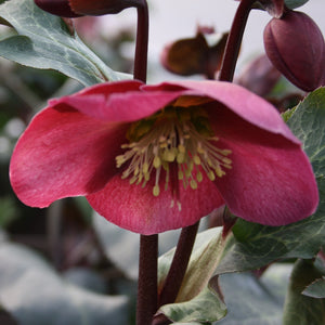 Hellebore Frostkiss Anna's Red 2L