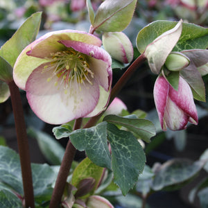 Hellebore Frostkiss Glenda's Gloss 2L