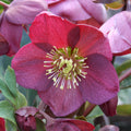 Hellebore Frostkiss Penny's Pink 2L