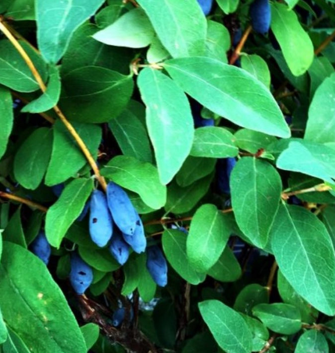 Honeyberry (Lonicera Caerulea Edulis) 'Blue Banana' 3L