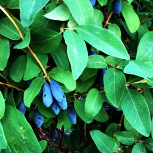 Honeyberry (Lonicera Caerulea Edulis) 'Blue Banana' 3L