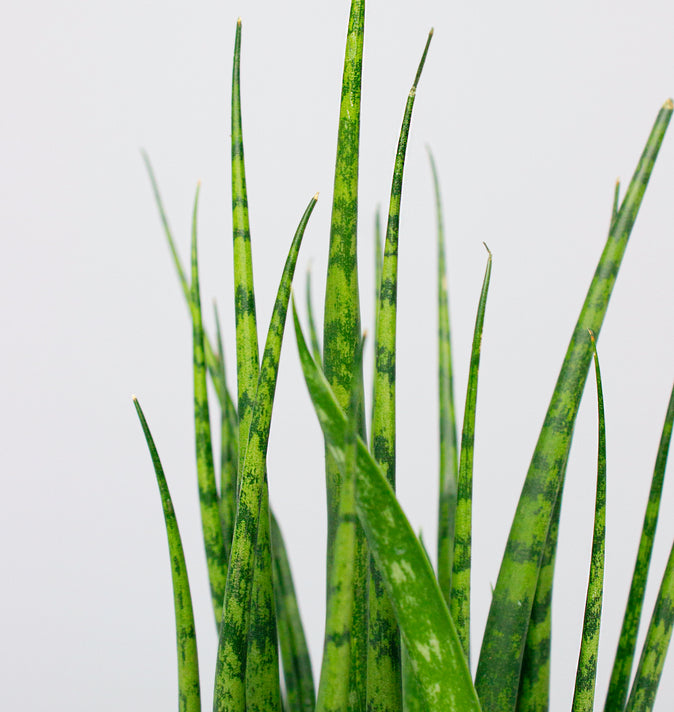Sansevieria Fernwood Mikado (Snake Plant) 8cm