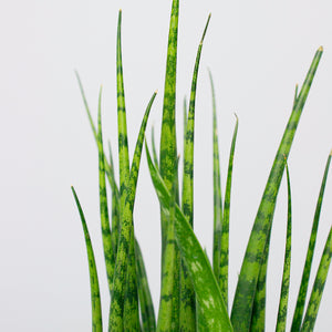 Sansevieria Fernwood Mikado (Snake Plant) 8cm