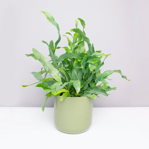 Phlebodium (Blue Star Fern) 14cm