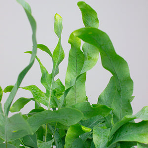 Phlebodium (Blue Star Fern) 14cm