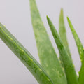 Aloe Vera 12cm