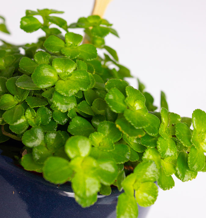 Pilea depressa 5.5cm