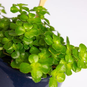 Pilea depressa 5.5cm