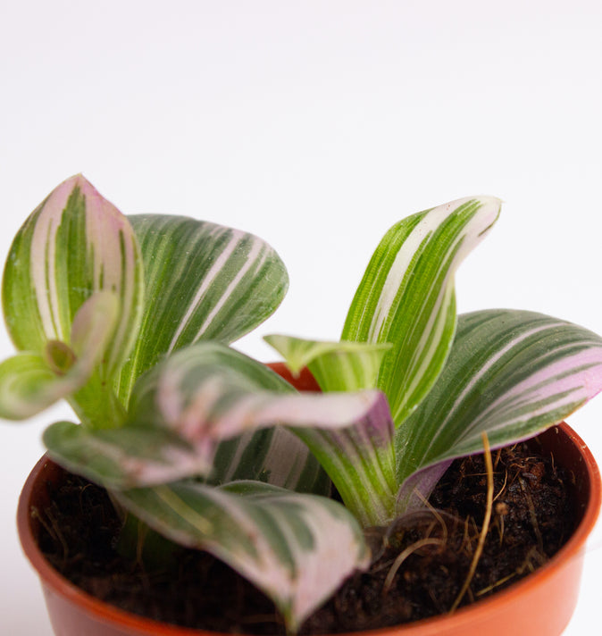 Tradescantia Albiflora nanouk (Inch Plant) 5.5cm