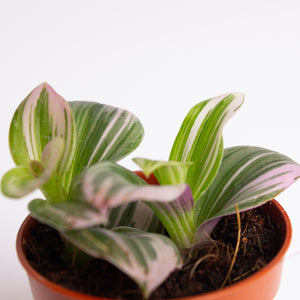 Tradescantia Albiflora nanouk (Inch Plant) 5.5cm