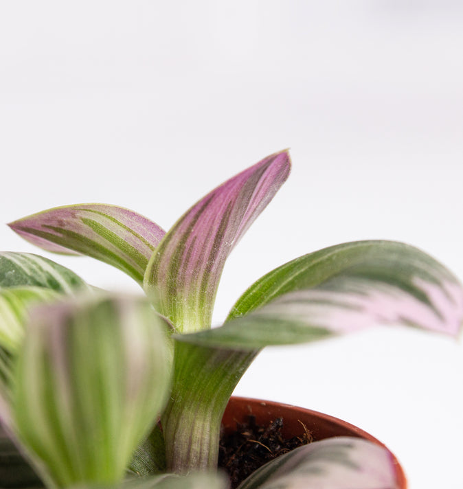 Tradescantia Albiflora nanouk (Inch Plant) 5.5cm