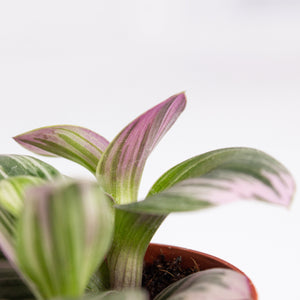 Tradescantia Albiflora nanouk (Inch Plant) 5.5cm