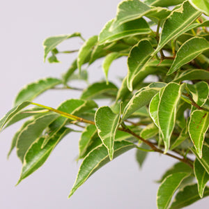 Ficus Benjamina Kinky Wrapped (Weeping Fig) 12cm