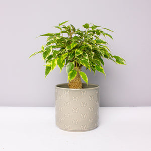 Ficus Benjamina Kinky Wrapped (Weeping Fig) 12cm