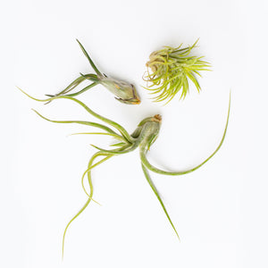 Tillandsia Bonsai Mix 7cm