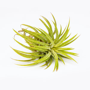 Tillandsia Bonsai Mix 7cm