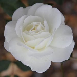 Climbing Rose Iceberg Climber 4L