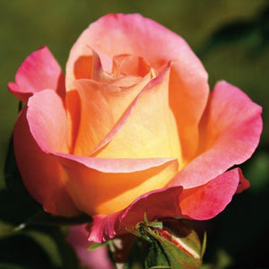Bush Rose Inspiration 3L