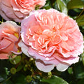 Bush Rose It's A Wonderful Life 4L