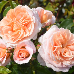 Bush Rose It's A Wonderful Life 4L