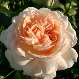 Bush Rose Joie De Vivre 3L