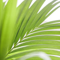 Kentia Forsteriana Palm 17cm
