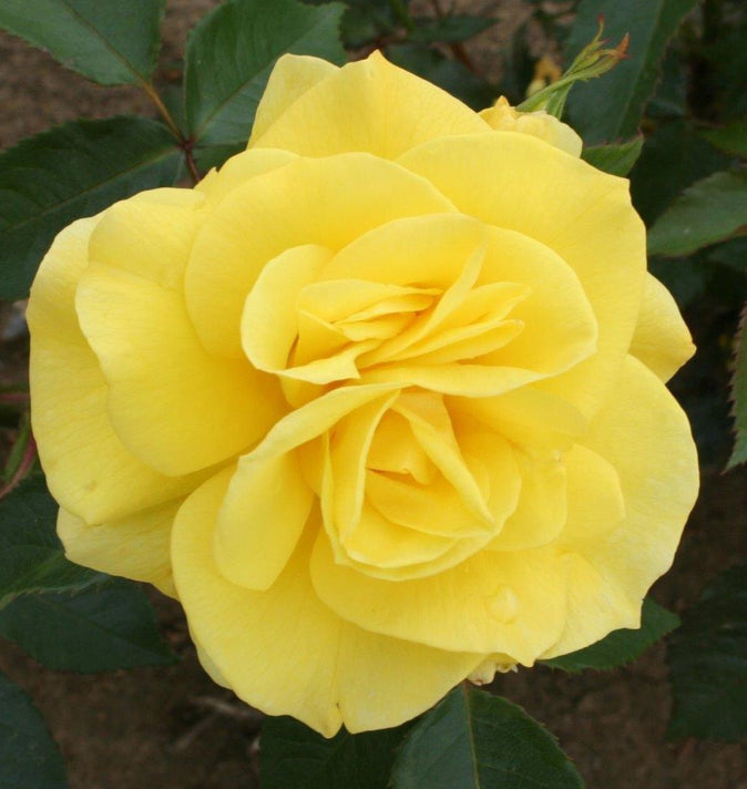 Bush Rose Korresia 3L