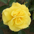 Bush Rose Korresia 3L