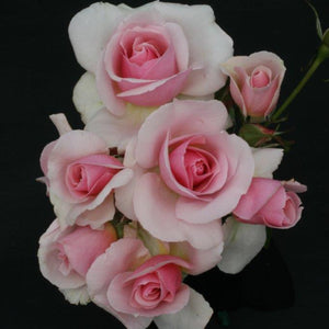 Bush Rose Let There Be Love 3L