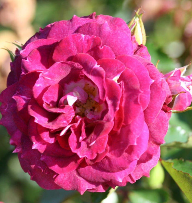 Bush Rose Let's Celebrate 3L