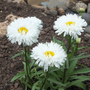 Leucanthemum Ooh La Spider 2L