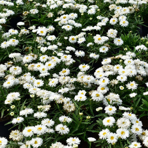 Leucanthemum Ooh La Spider 2L