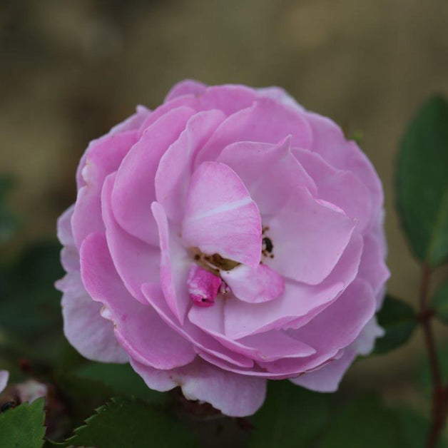Climbing Rose Lilac Bouquet 4L