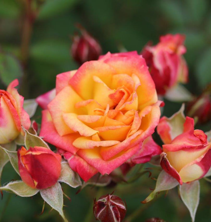 Patio Rose Little Sunset 3L