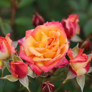 Patio Rose Little Sunset 3L